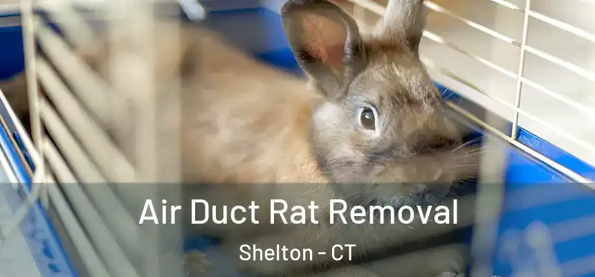  Air Duct Rat Removal Shelton - CT